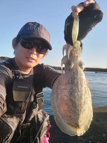 コウイカの釣果