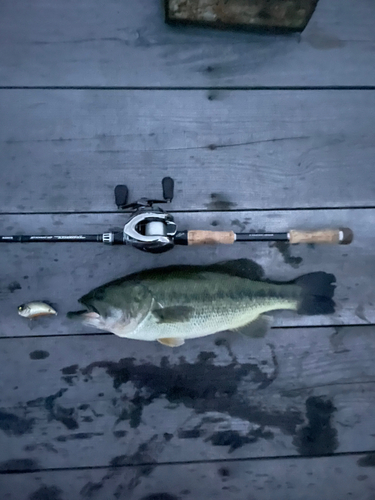 ラージマウスバスの釣果