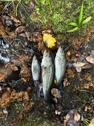 ブラックバスの釣果