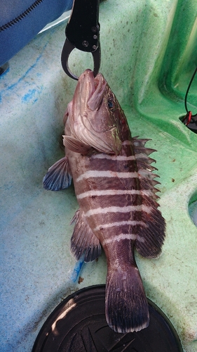 マハタの釣果