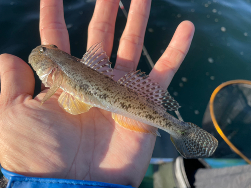 マハゼの釣果