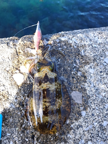 アオリイカの釣果