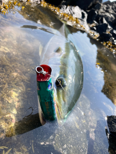 ヤズの釣果