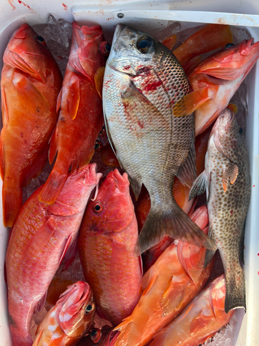 アカハタの釣果