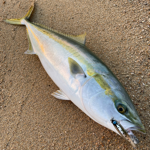 ヤズの釣果