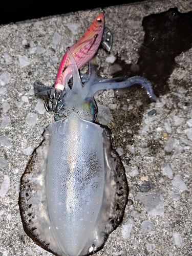 アオリイカの釣果