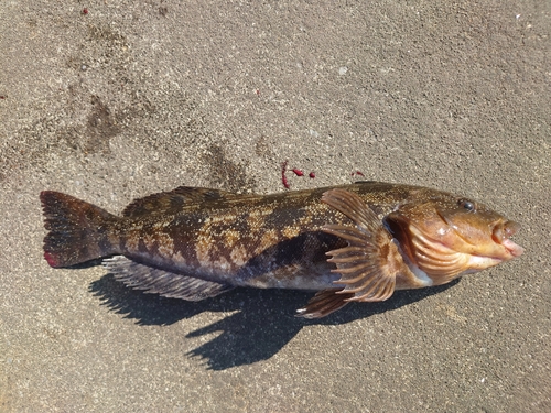 アイナメの釣果