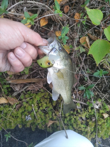 ブラックバスの釣果