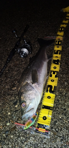 シーバスの釣果