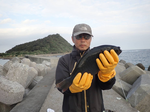 メジナの釣果