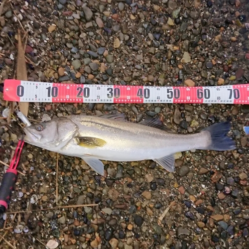 スズキの釣果