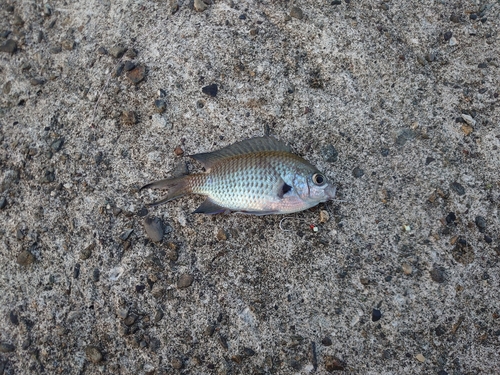 スズメダイの釣果