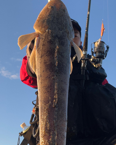 マゴチの釣果