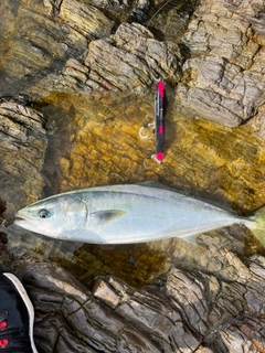 メジロの釣果