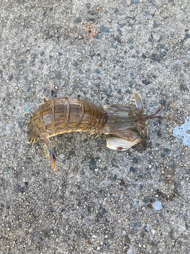 シャコの釣果