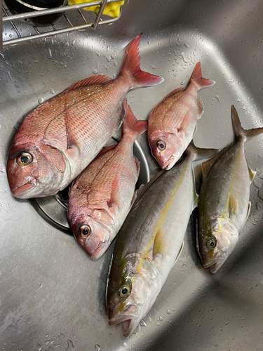 マダイの釣果