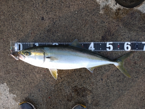 ハマチの釣果