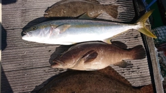 ヒラマサの釣果