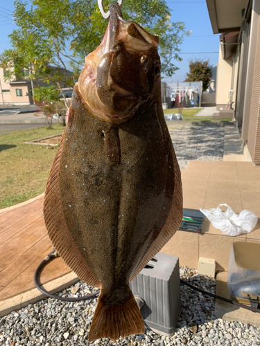 ヒラメの釣果