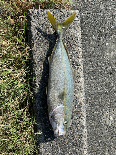 イナダの釣果