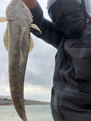 ミナミマゴチの釣果