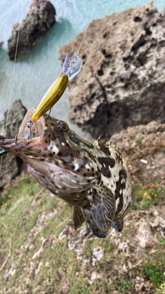 ヤイトハタの釣果
