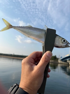 サバの釣果