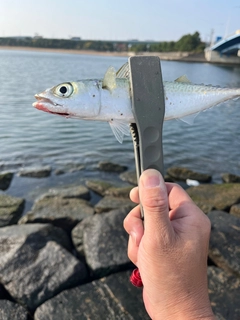 サバの釣果