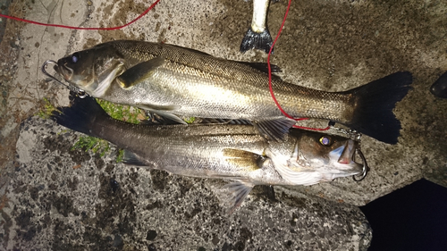 シーバスの釣果