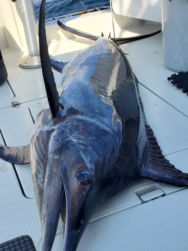 カジキの釣果