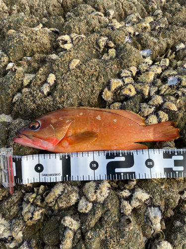 アカハタの釣果