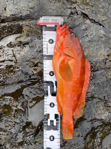 アカハタの釣果