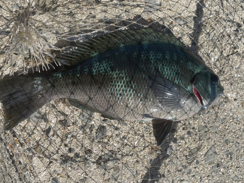 クロの釣果