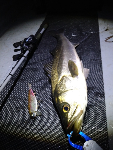 シーバスの釣果