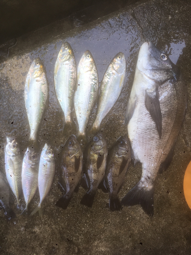 クロダイの釣果