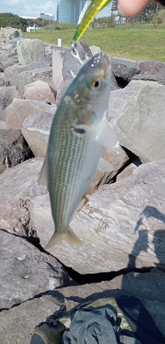 コノシロの釣果