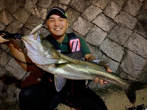 スズキの釣果