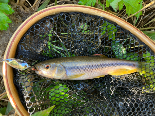 カワムツの釣果