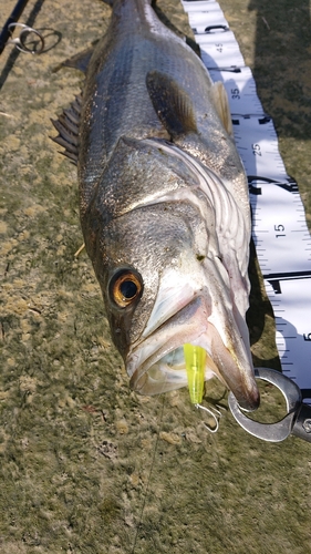 シーバスの釣果