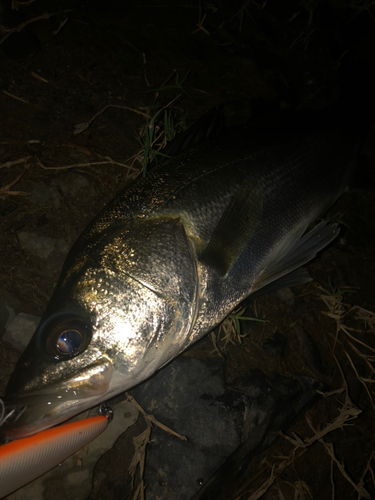 スズキの釣果