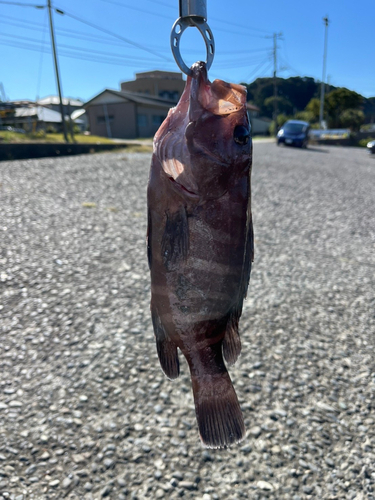 ハタの釣果