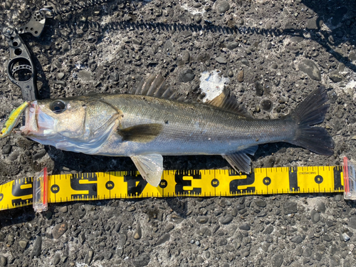 セイゴ（マルスズキ）の釣果