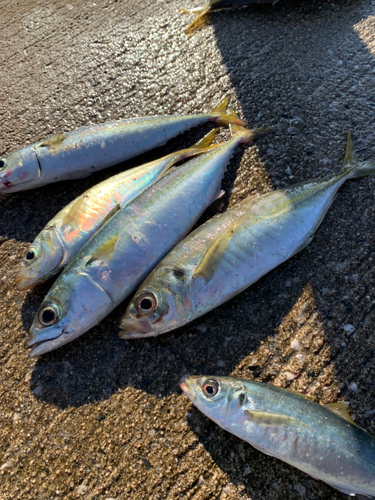 サバの釣果