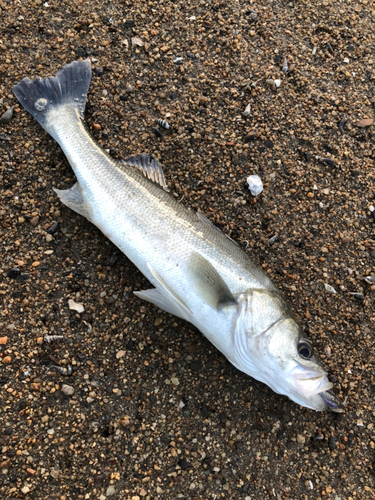 スズキの釣果