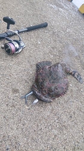 カジカの釣果