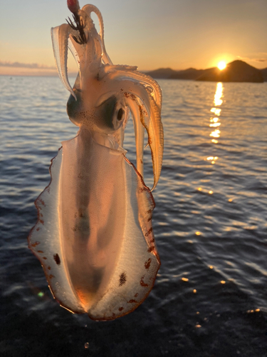 アオリイカの釣果