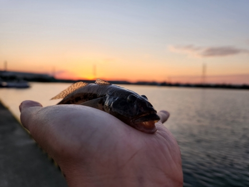 ハゼの釣果