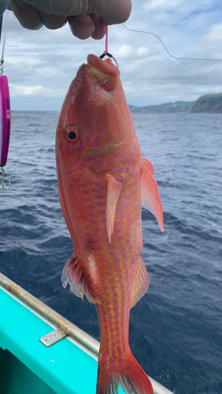 リュウキュウヒメジ