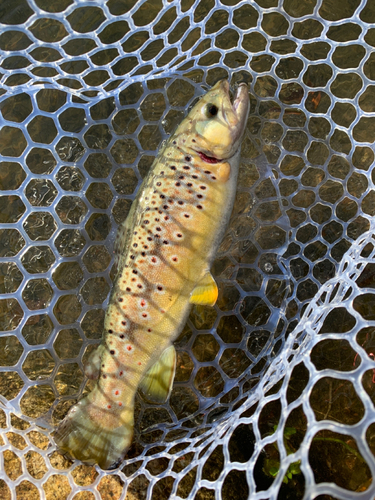 ブラウントラウトの釣果