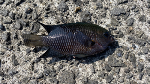 スズメダイの釣果